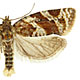 Argyrotaenia ljungiana