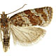 Argyrotaenia ljungiana