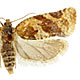 Argyrotaenia ljungiana