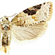 Argyrotaenia mariana