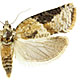 Argyrotaenia mariana