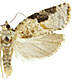 Argyrotaenia mariana