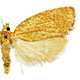 Argyrotaenia quadrifasciana
