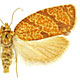 Argyrotaenia quadrifasciana