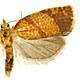 Argyrotaenia quadrifasciana