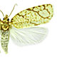 Argyrotaenia quercifoliana