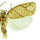 Argyrotaenia quercifoliana
