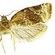 Argyrotaenia velutinana