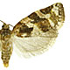 Argyrotaenia velutinana