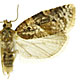 Argyrotaenia velutinana