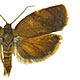 Cacoecimorpha pronubana
