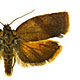 Cacoecimorpha pronubana