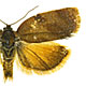 Cacoecimorpha pronubana