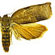Cacoecimorpha pronubana