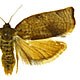 Cacoecimorpha pronubana