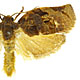 Choristoneura occidentalis