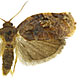 Choristoneura occidentalis