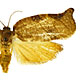 Choristoneura occidentalis