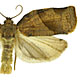 Choristoneura rosaceana