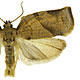 Choristoneura rosaceana
