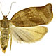 Choristoneura rosaceana