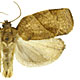 Choristoneura rosaceana