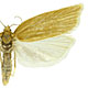 Clepsis clemensiana