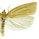 Clepsis clemensiana
