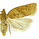 Clepsis fucana