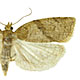 Clepsis fucana