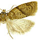 Clepsis fucana
