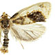 Clepsis melaleucanus