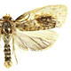 Clepsis melaleucanus
