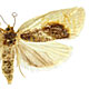 Clepsis melaleucanus