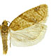 Clepsis peritana