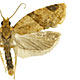 Clepsis peritana