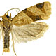Clepsis peritana