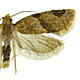 Clepsis peritana