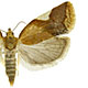Clepsis persicana