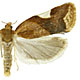 Clepsis persicana