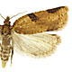 Clepsis spectrana