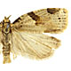 Clepsis spectrana