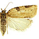 Clepsis spectrana