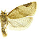 Clepsis virescana