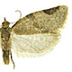 Clepsis virescana