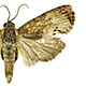 Cryptophlebia peltastica