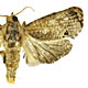 Cryptophlebia peltastica
