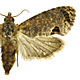 Cryptophlebia peltastica