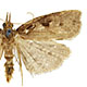 Ctenopseustis obliquana