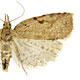 Ctenopseustis obliquana